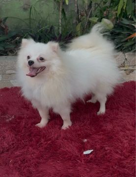 Spitz-alemão-anão , macho um ano e meio de idade 