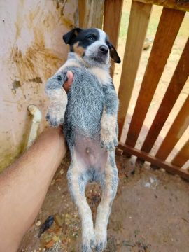 Filhote de Blue Heeler