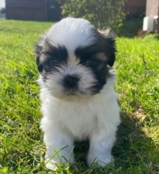 Lhasa Apso, seu filhotinho com diversas garantias!
