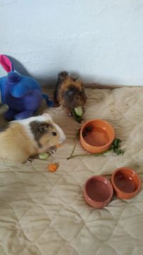 Duas porquinhas da índia fofinhas para adoção!