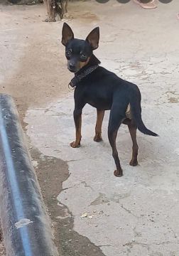 Pinscher macho, 