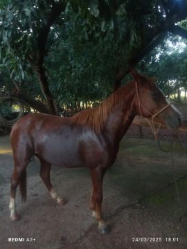 Égua quarto de milha