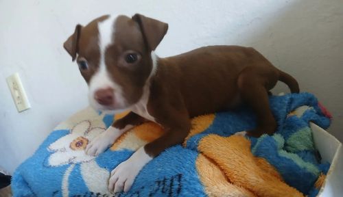 Filhote de Pitbull
