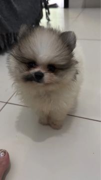 02 Filhotes machos de Spitz Alemão Anão/Lulu da Pomerania 