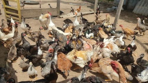 Vende-se 60 pato entre machos e fêmeas