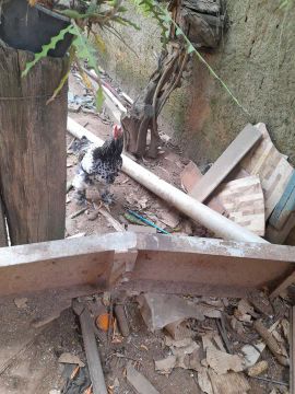Frango raça Brahma 