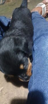 Lindos filhotes de rotweiller vacinados e vermifugados com 45 dias . Fêmeas disponíveis 