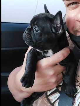 Filhote de Bulldog Francês Macho