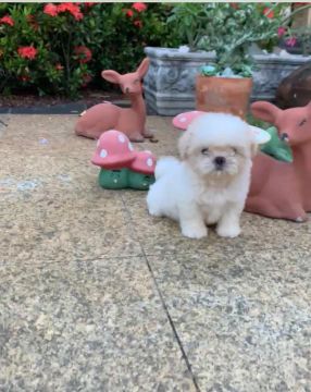 Shih-tzu com pedigree + kit acessórios 