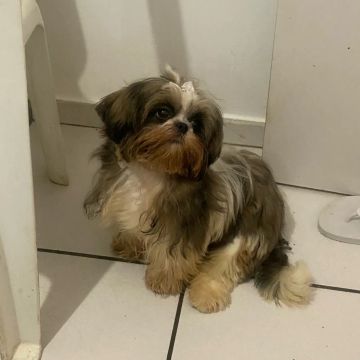 Fêmea de Shih Tzu disponível todas vacinas 6 meses