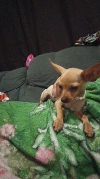 Cachorro de porte pequeno Pincher n1