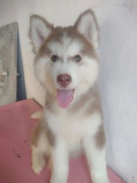 Filhote macho de husky siberiano olhos verdes