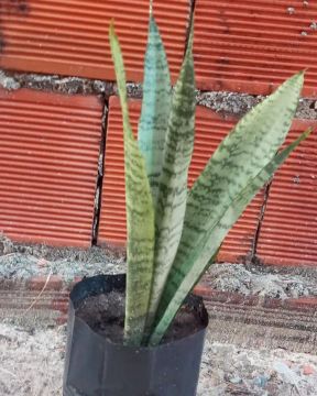Planta Snake Plant (Planta Cobra) - Rara e Linda
