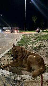 Chow Chow atrás de uma namorada 