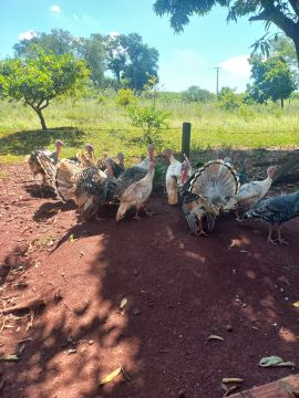 Perus a venda