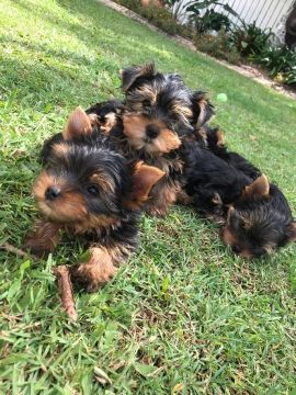 Yorkshire Terrier: O Melhor Amigo que Você Pode Ter!"