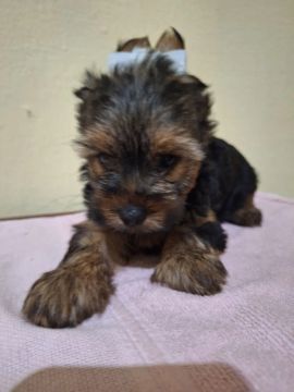 Yorkshire Terrier filhote