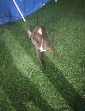 Filhote de Pitbull
