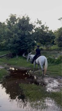 Cavalo de direita 