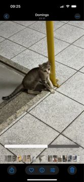 Gatinho disponível para adoção