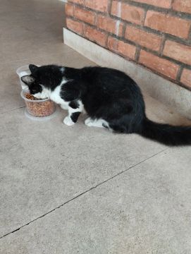 Gato preto e branco lindo para adoção