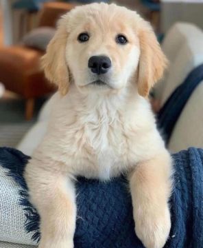 Labrador Filhotes Prontos para um Lar à Venda