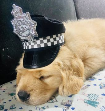 Golden Retriever 