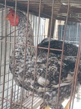 Galinhas e frangos ? 