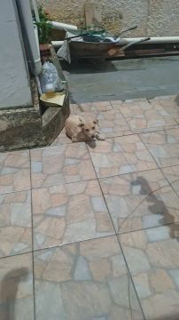 Cachorra