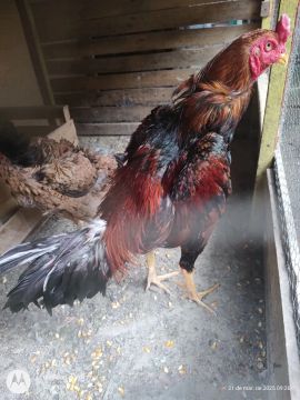 Galo de raça 