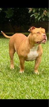 American bully 