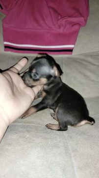 Filhote de Pinscher Miniatura