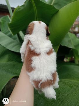 Filhote de Shih Tzu