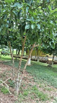 Vende-se colonia 