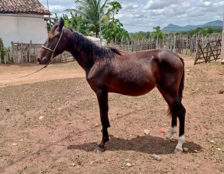 Potro Mangalarga Marchador