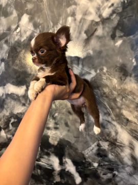 Chihuahua filhote fêmea 