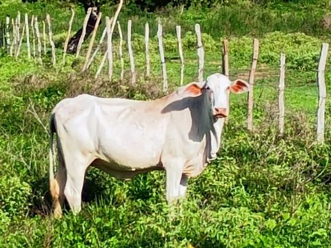 Vaca e garrota