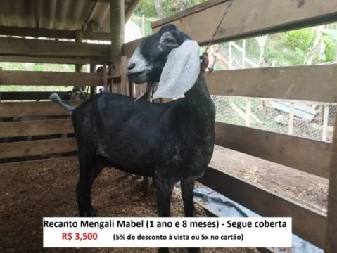Cabra de Leite - Raça Anglonubiana