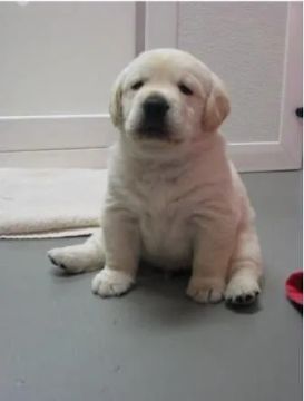 Labrador - Lealdade e Diversão Garantidas!