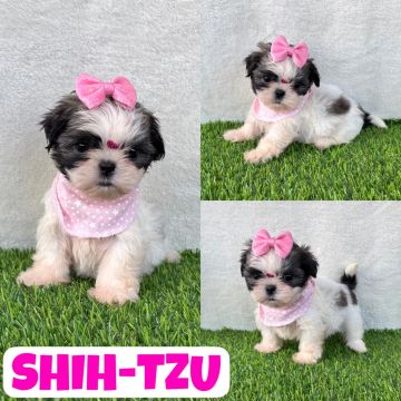 Linda Shih-Tzu Fêmea c/ Microchipe + Garantia + Parcelado 12x