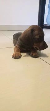 Filhote de Dachshund 