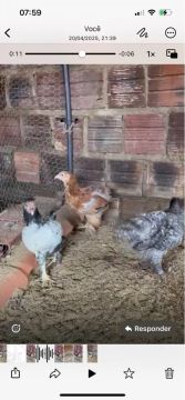 3 Brahmas por $250