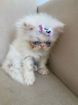 Gatinho Persa