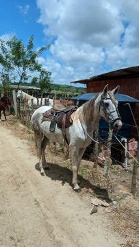 POTRO MANGA LARGA MARCHADOR, 4 ANOS DE IDADE, PAMPO E LIGEIRO 