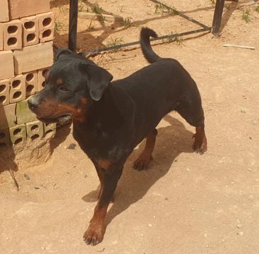 Rottweiler filhote disponível