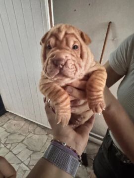 Filhote de Sharpei 