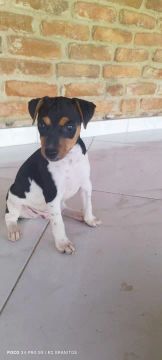 Fox Paulistinha Macho disponível.