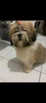 Shih Tzu Fofo 1 macho e 2 fêmeas 