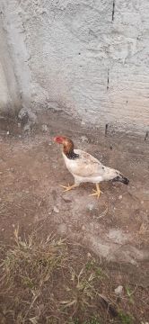 Galinha india