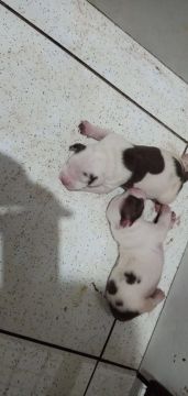 Filhotes de Pitbull